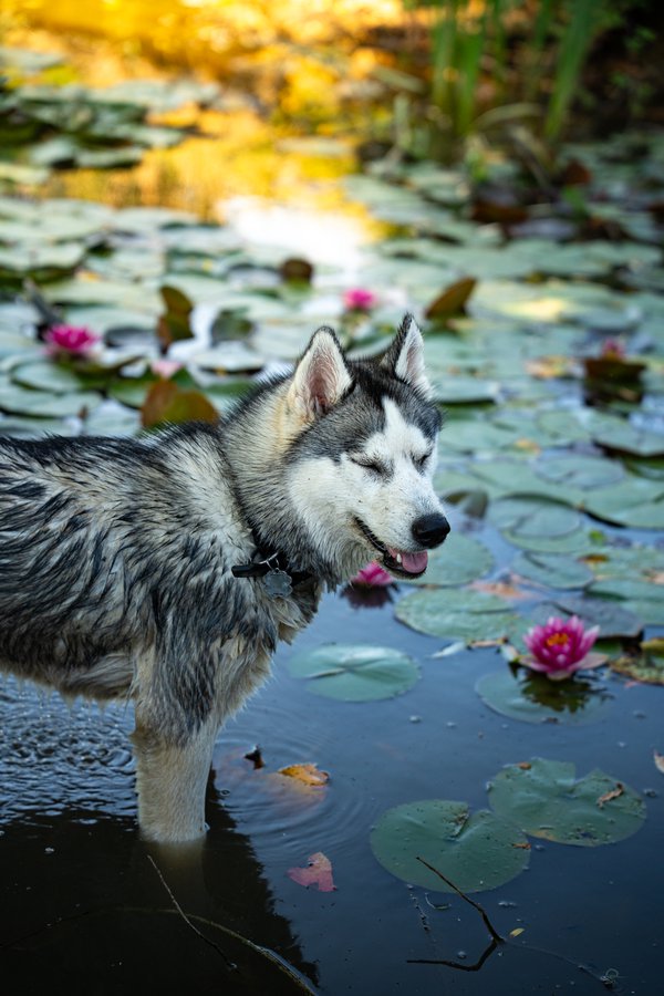 Pet example