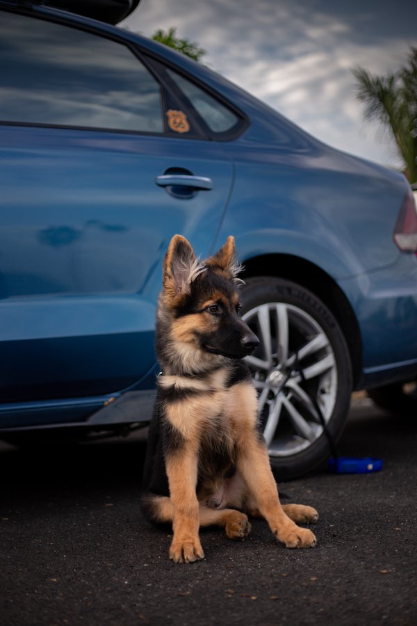 Pet example
