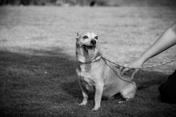 Pet example