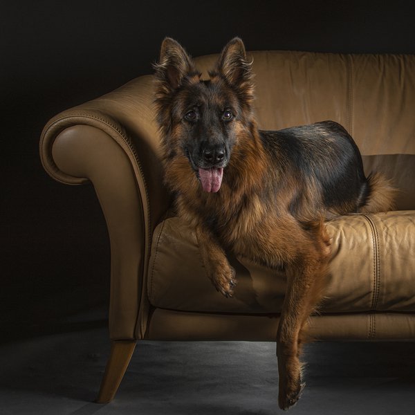 Pet example