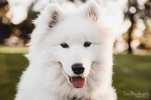 Pet example