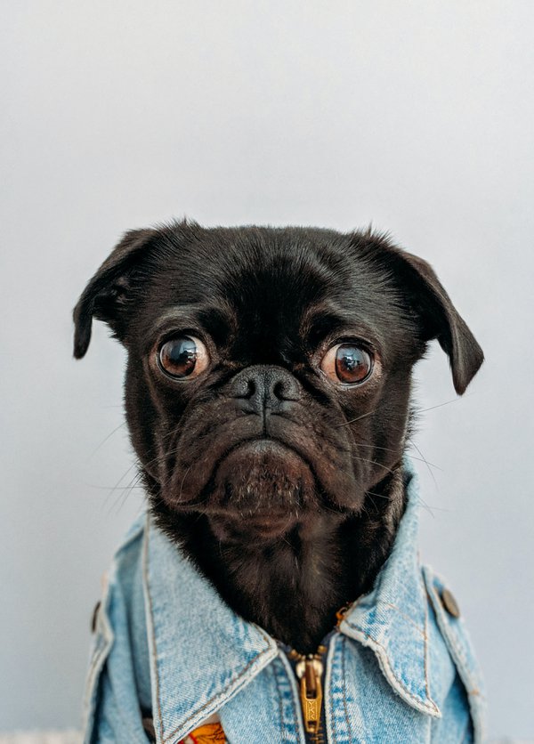 Pet example