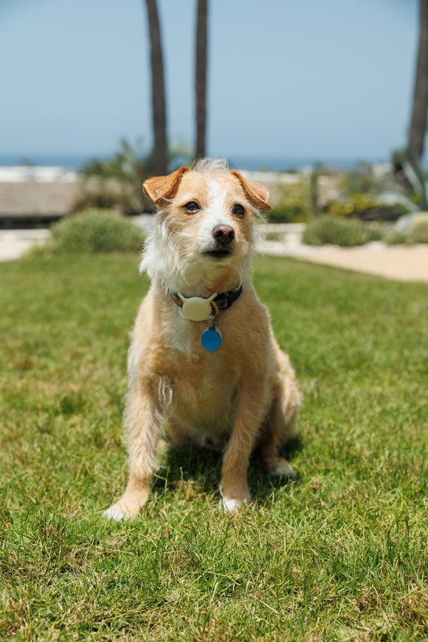 Pet example