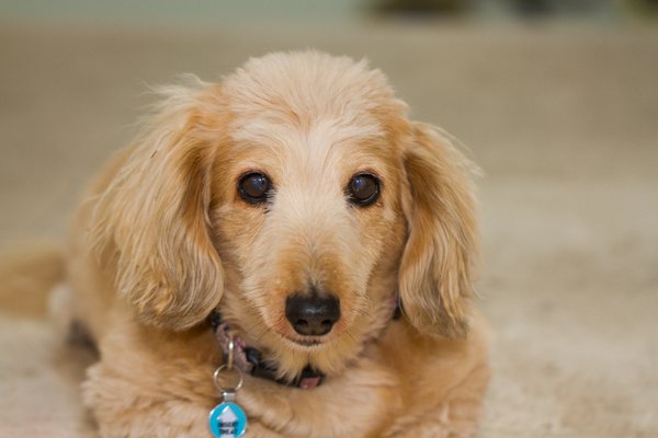 Pet example