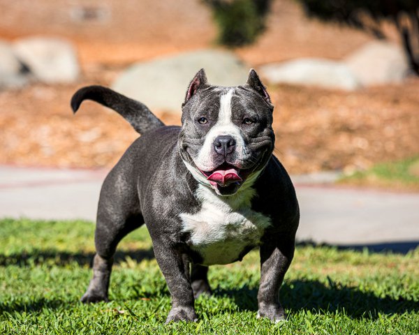 Pet example