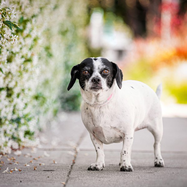 Pet example