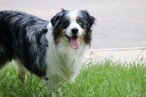 Pet example