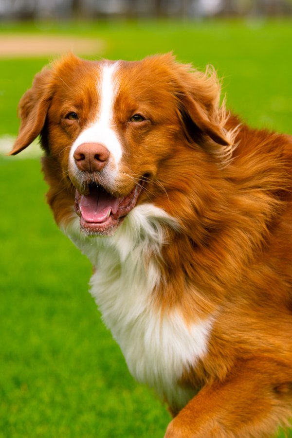 Pet example