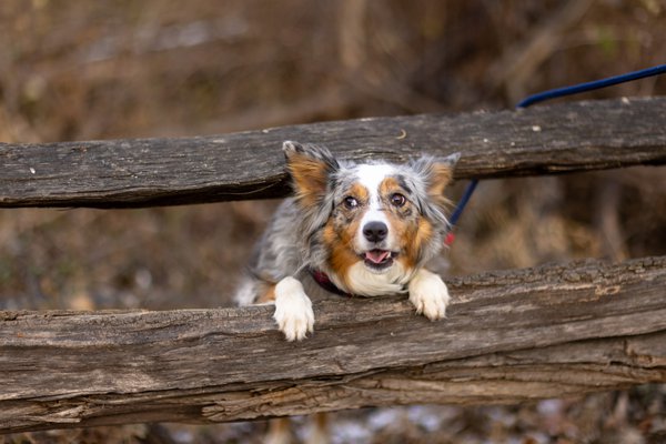 Pet example