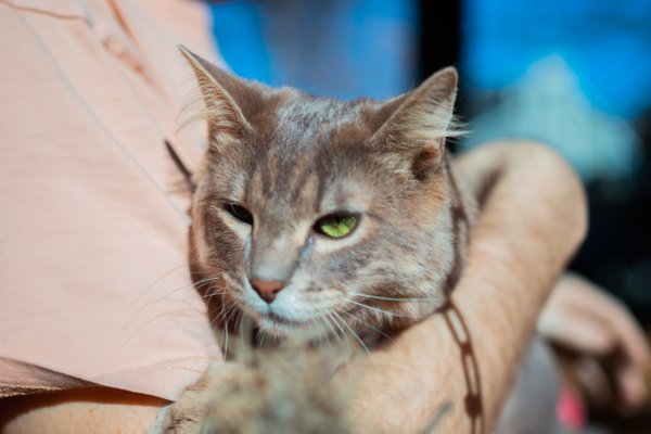 Pet example