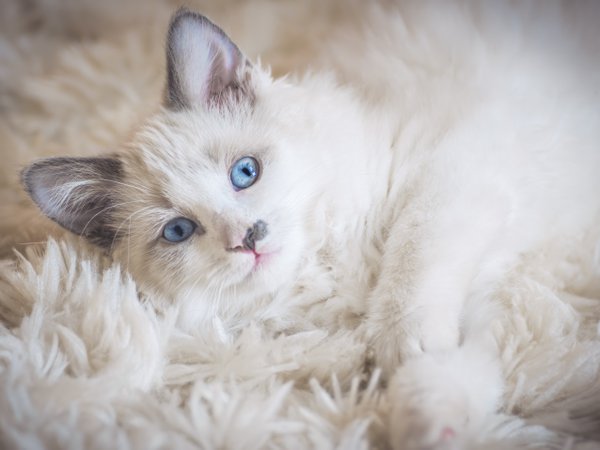 Pet example