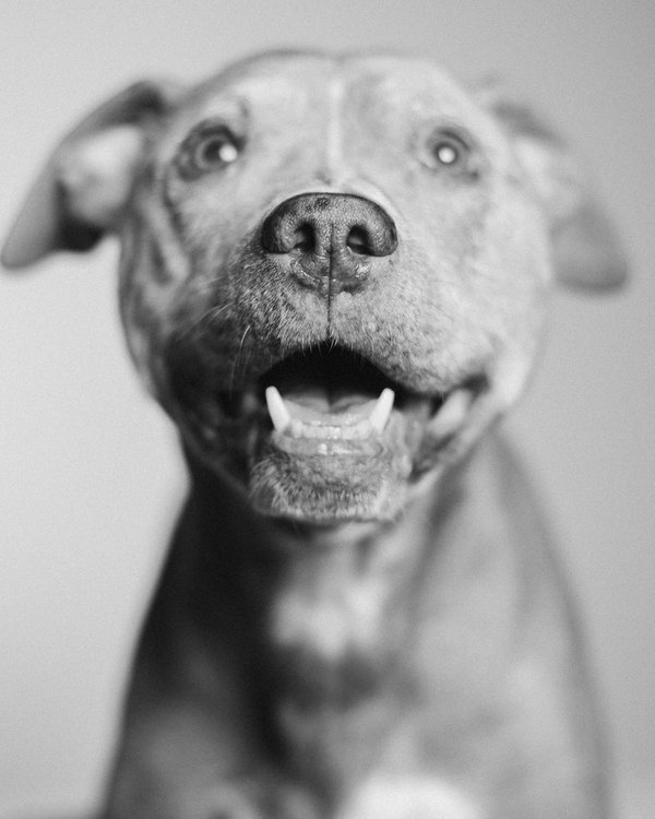 Pet example