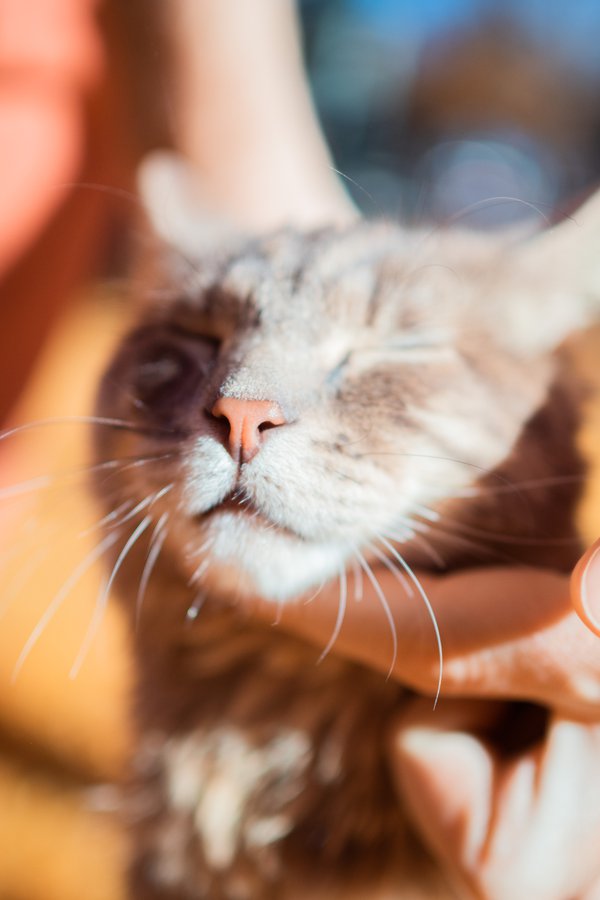 Pet example