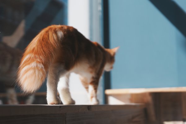 Pet example