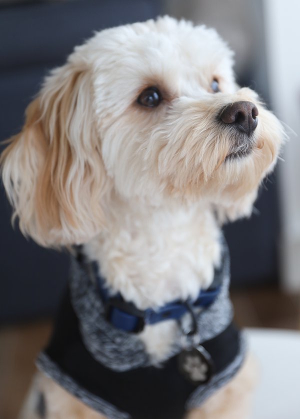 Pet example