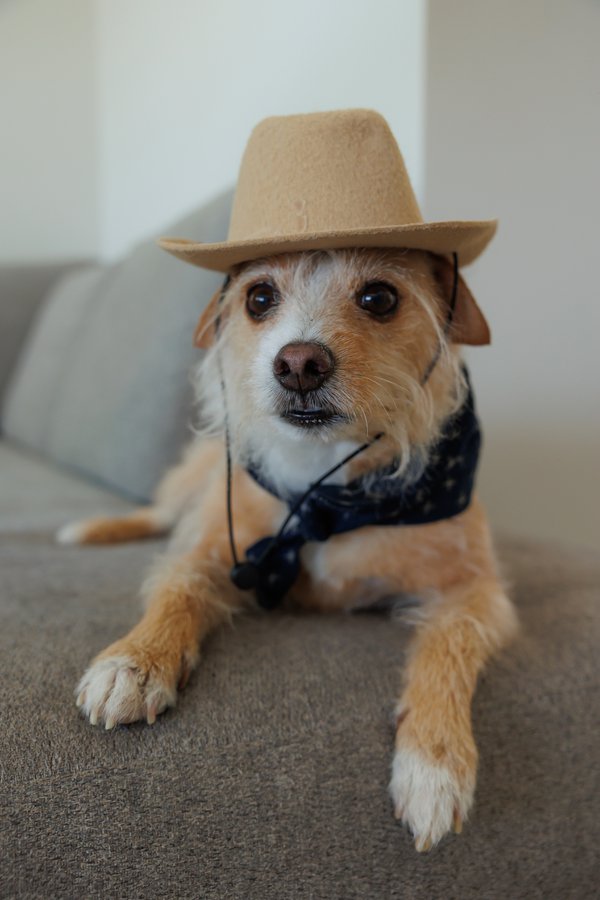 Pet example