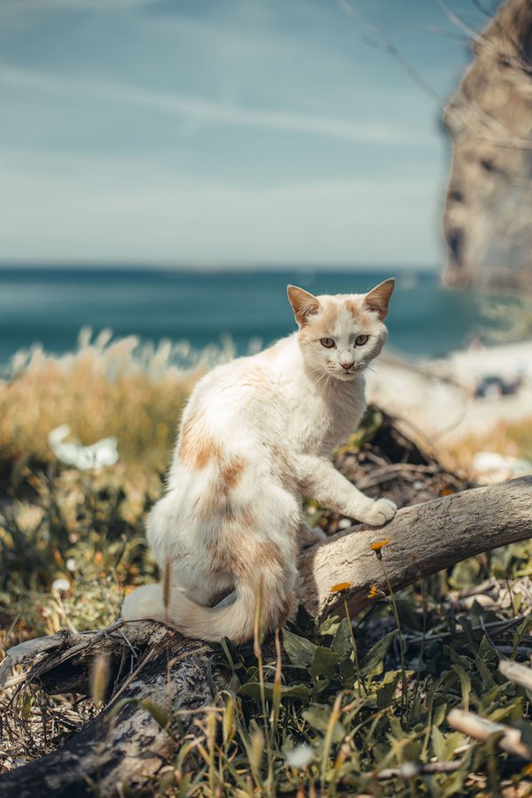 Pet example