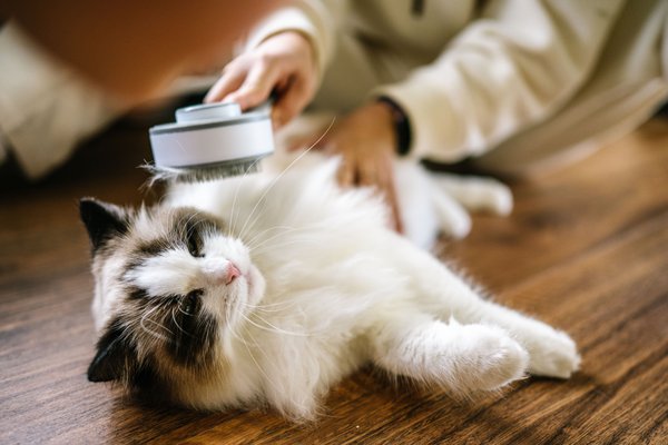 Pet example