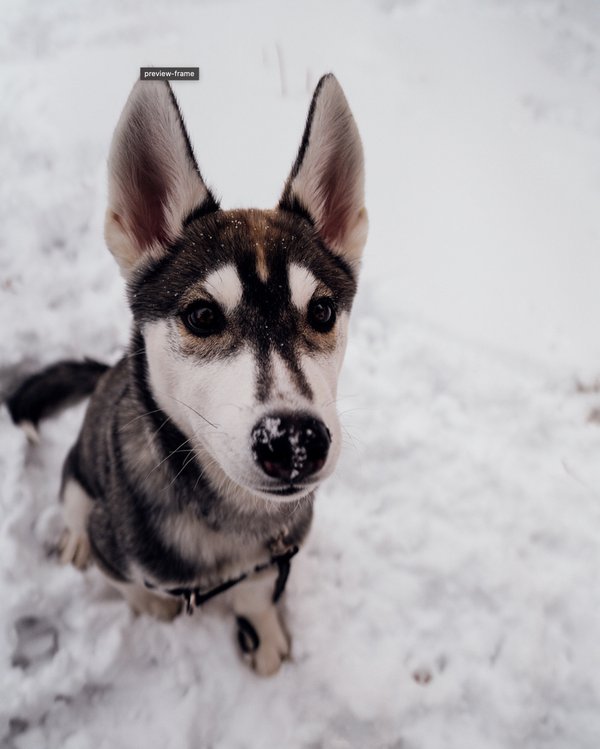 Pet example
