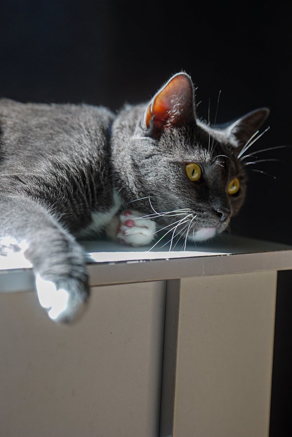 Pet example