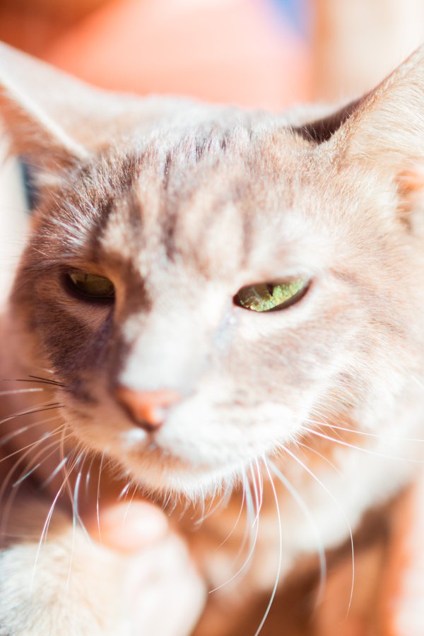 Pet example