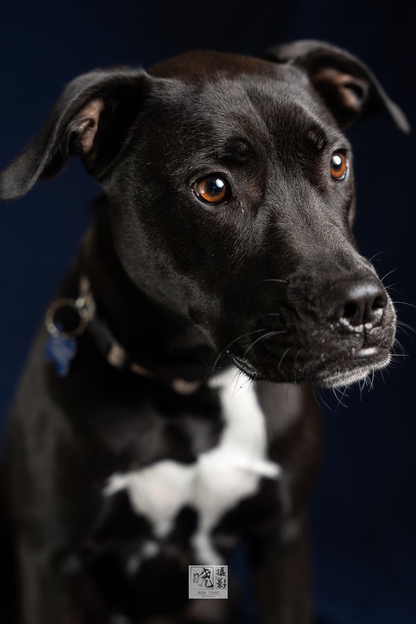 Pet example