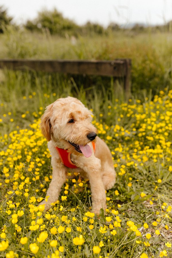 Pet example