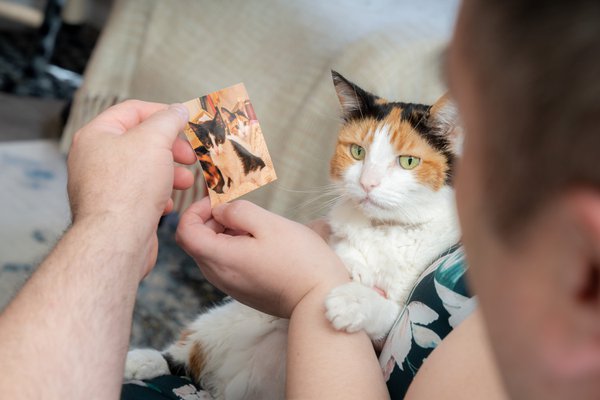 Pet example