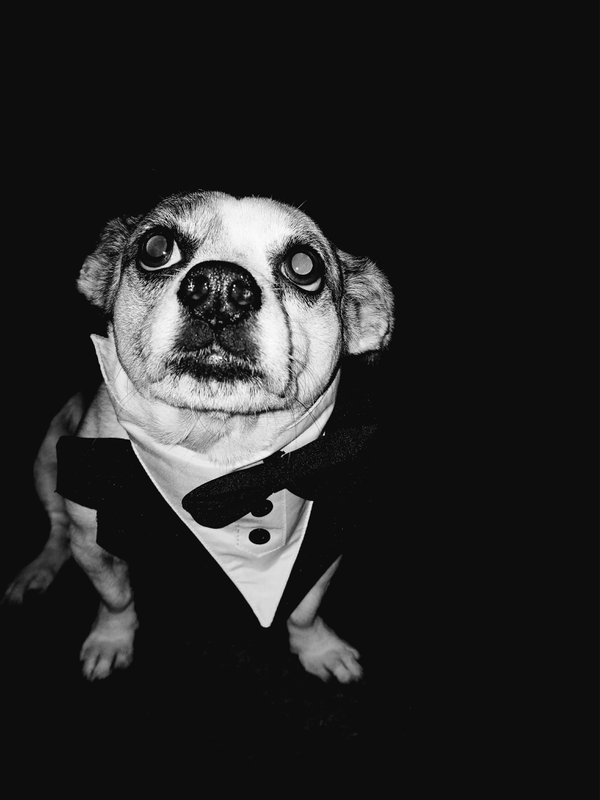 Pet example