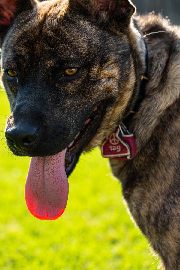 Pet example