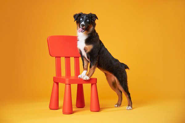 Pet example