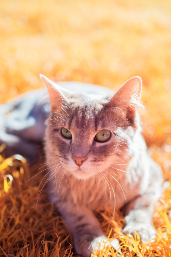 Pet example