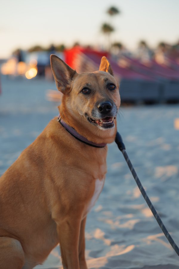 Pet example