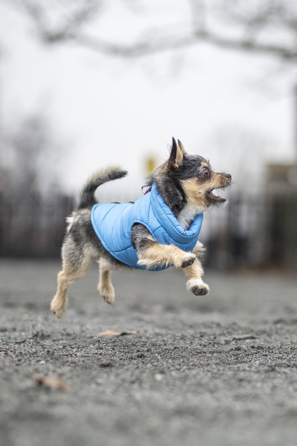Pet example