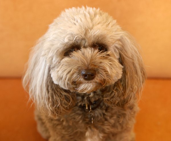 Pet example