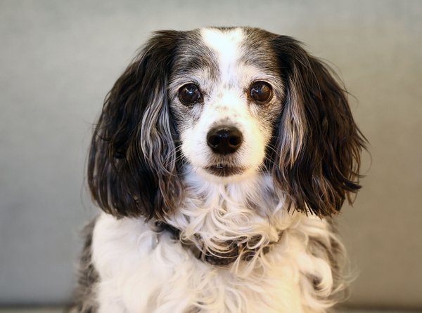 Pet example