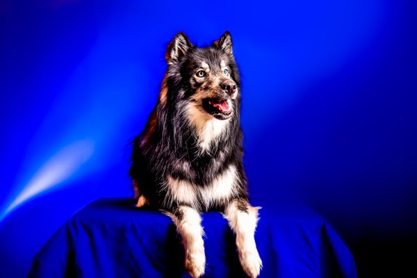 Pet example