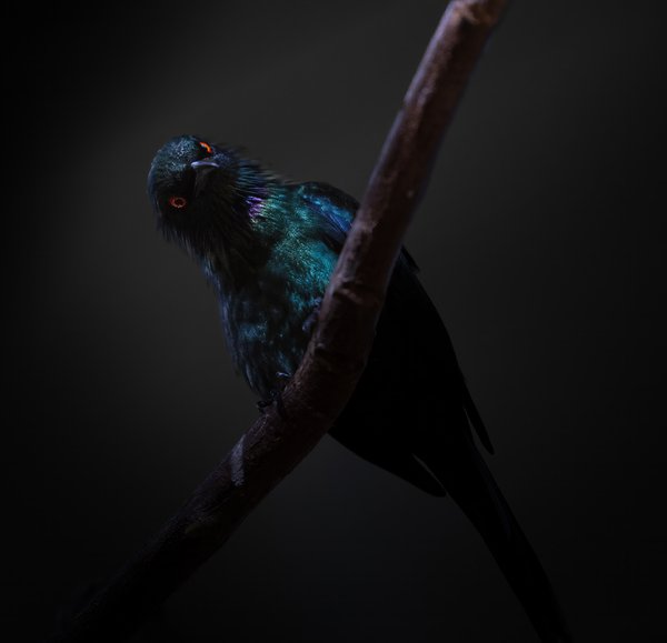 Pet example