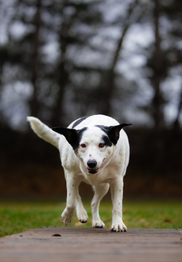 Pet example