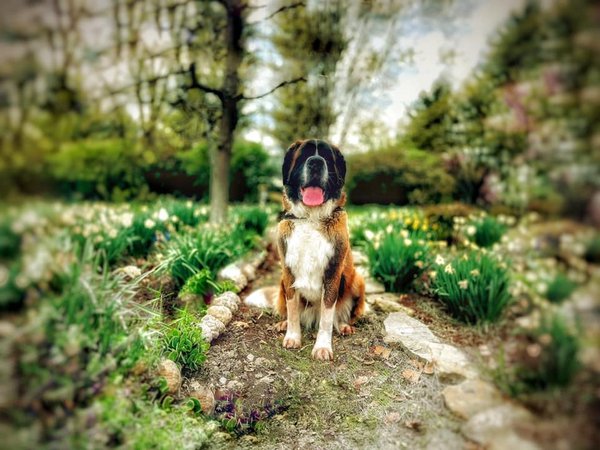 Pet example