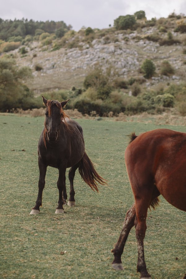 Pet example