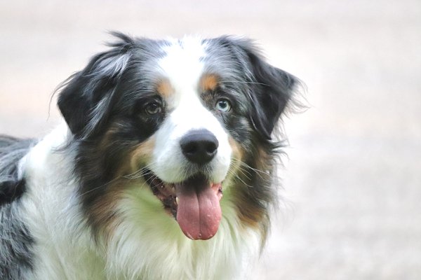 Pet example