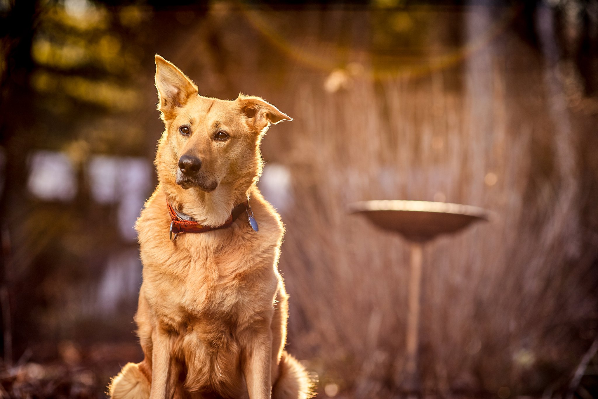 Pet featured sample  in Boston