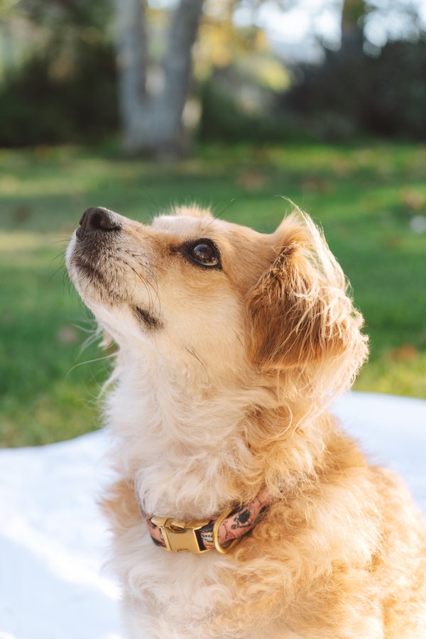 Pet example