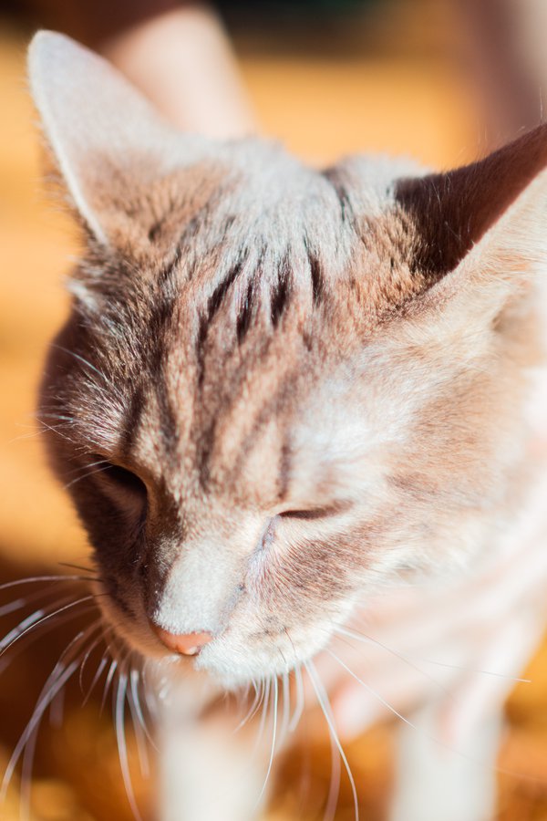 Pet example