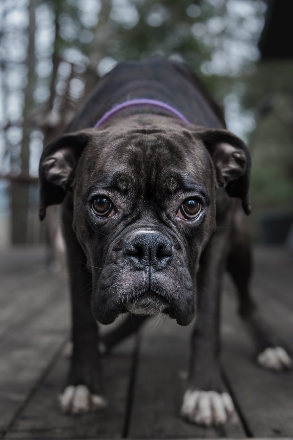 Pet example