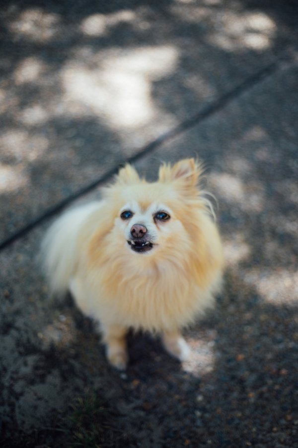 Pet example