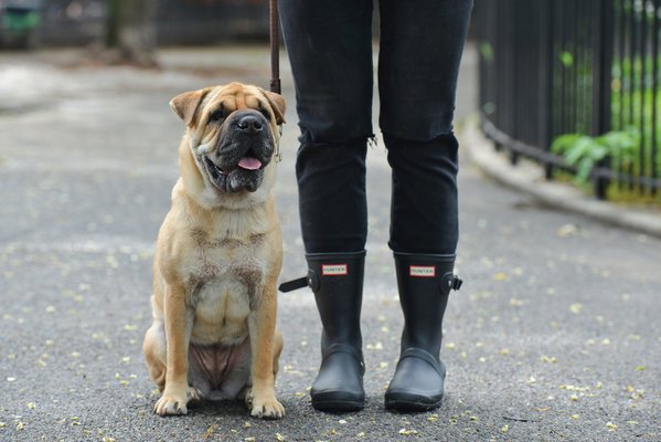 Pet example