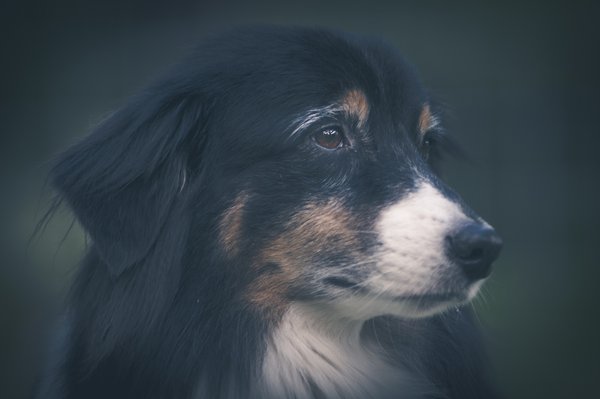 Pet example