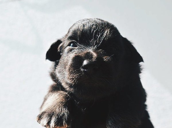 Pet example